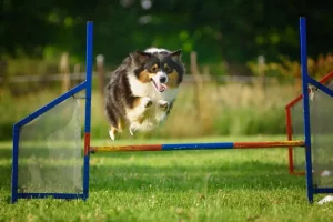 Balancing body and mind in pets