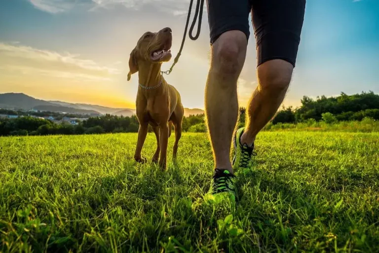 Fitness for Pets: How Balancing Body and Mind Supports Their Final Journey
