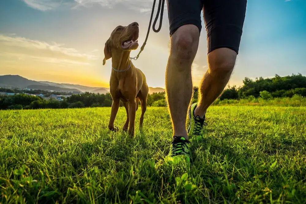 Fitness for Pets How Balancing Body and Mind Supports Their Final Journey