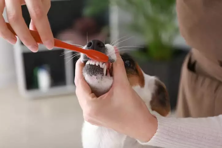 How Brushing Your Pet’s Teeth at Home Boosts Their Health and Happiness