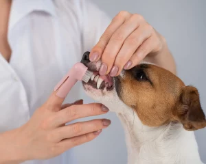 how to brush pet teeth at home